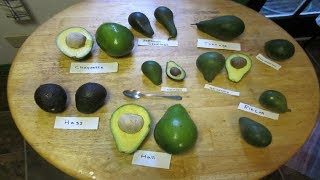 ⟹ Choquette Avocado  Persea americana  Fruit Review [upl. by Brandie]