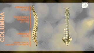 COLUMNA VERTEBRAL REGIONES  ANATOMIA [upl. by Brezin972]