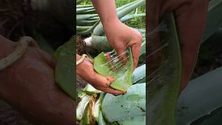 Natural aloe vera from the jungle shorts nature amazing [upl. by Galligan]