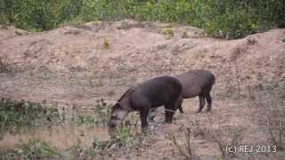 Tapirs Brazilian tapirs  Tapirus terrestris [upl. by Hersh]