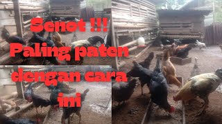 cara mengobati senot pada ayam kampung terbukti ampuhayamkampungayamkampungkubayamayamkub [upl. by Ennaeus]