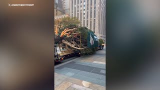 Rockefeller Center Christmas Tree arrives in NYC [upl. by Goulet301]