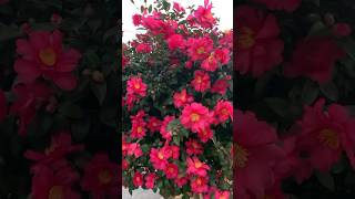 Sasanqua Camellia 💐 flowers  flowergarden gardening amazing [upl. by Mooney947]