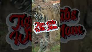 Tiger Cubs with Mom foryou trending wildanimal bigcats ytshorts [upl. by Retsev]