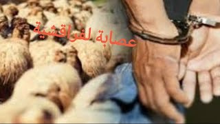 عبد القادر خراز يحكي كفاش هده العصابة سرقو لغنم وطاحو في يد الأمن [upl. by Brinna623]