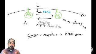 PI3KAkt pathway  part 5 PTEN [upl. by Bauer]