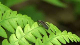 Diurnal Firefly Lampyridae Ellychnia corrusca Taking Flight [upl. by Marcelo]