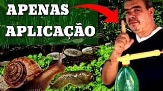 Como acabar com caramujo caracol e lesmas para sempre na sua horta [upl. by Ymia783]