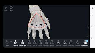 retinacular system of hand flexors 3 [upl. by Rdnaskela]