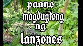 paano mag dugtong Ng lanzones [upl. by Aksoyn702]