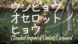 🐆 ウンピョウ オセロット ヒョウ OcelotCaracalLeopard [upl. by Dyol]