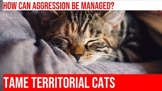 Dealing with Territorial Aggression in Cats Tips amp Tricks [upl. by Baptista]