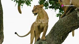 The Most Incredible African Safari Animal Species [upl. by Obmar]