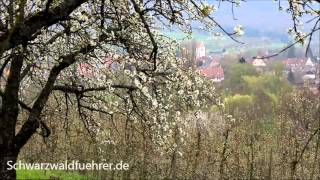 Kirschblüte im Eggenertal bei Schliengen [upl. by Aubigny]