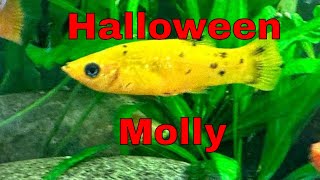 Aqua Lil Molly The Freshwater Fish That Will Make Your Aquarium Come Alive [upl. by Leahcimdivad]