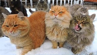 Winter in Koshlandia Зима в Кошляндии Siberian Farm cats Деревенские кошки [upl. by Navannod]