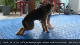 Hunde mit Lähmungen im Kynofit Physiotherapie für Hunde [upl. by Cotterell317]