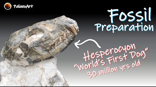 Fossil Preparation  First Extinct Dog Hesperocyon skull and partial skeleton 30 million yrs ago [upl. by Hnib504]