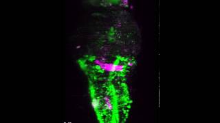 3D visualization of hindbrainspinal circuit in larval zebrafish [upl. by Otho]