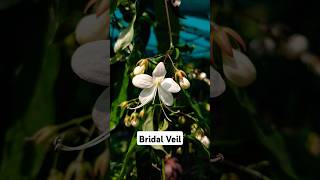 Clerodendrum WallichiBridal Veil [upl. by Houston372]