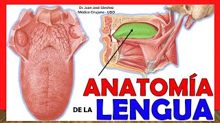 🥇 ANATOMÍA DE LA LENGUA ¡Explicación Fácil y Sencilla [upl. by Eirlav844]