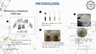 IQCIIIM202411 Aislamiento y caracterización de cepas de Pseudomonas aeruginosa productoras [upl. by Tessler132]