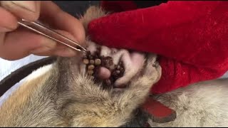 Removing All Ticks From Dog  Dog Ticks Removing Clip  Ticks Removal Videos EP 16 animalvcd [upl. by Soble]