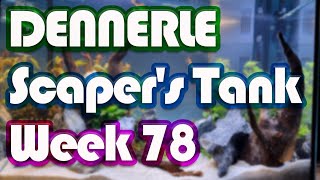 Dennerle Scapers Tank 55L  Week 78 [upl. by Llehsam]