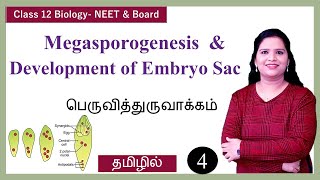 Megasporogenesis amp Development of Embryo Sac [upl. by Einittirb]