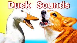 Duck Noises for Dogs [upl. by Leihcey]