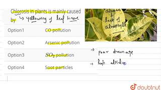 Chlorosis in plants is mainly caused by [upl. by Imar]