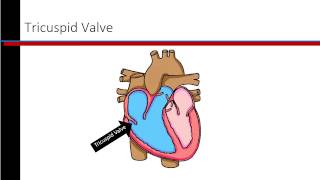 Phlebotomy Lesson 25 Review [upl. by Valdes]