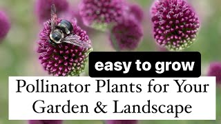 Easy to grow pollinator plants for your garden and landscape garden flowers pollinatorgarden [upl. by Grantland]