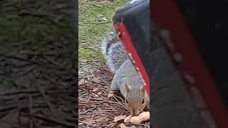 Squirrels this morning 🌄 [upl. by Ridgley]