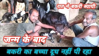 Janm Ke Baad Bakri Ka Baccha Dhudh Nahi Pi Raha Kya Karen Vimalumrao [upl. by Adnohsed88]