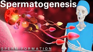 Exploring Spermatogenesis A 3D Animated Journey Through Male Reproduction [upl. by Anwahsiek248]