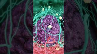 How T Cell Kill Cancer Cell shorts ytshorts [upl. by Absa]