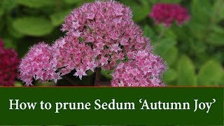 How to Prune Sedum Autumn Joy [upl. by Orva]