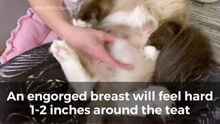 How to help a cat mama with engorged breast or mastitis [upl. by Princess]