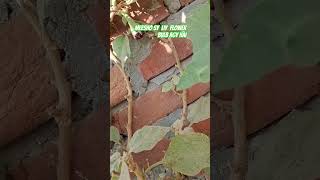 Plants seeds grow liy bulb bhi lagadey hai meesho sy Green Nagari 💚 vlog video [upl. by Asiak]