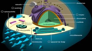 Cellule animale [upl. by Dnomsad193]