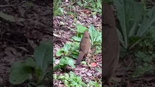 Inveder brid Garrulax canorus songs in Tokyojapannature birds animals shorts [upl. by Ringsmuth119]