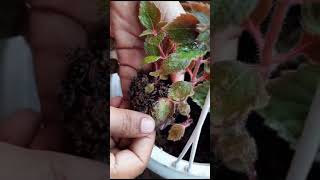 Achimenes propagation from leaves [upl. by Naerad]