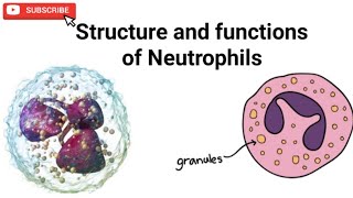 Structure and functions of Neutrophils and neutrophils granules [upl. by Eatnod]