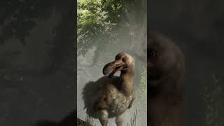 Dodo Dance  DODO SONG  Animal amp NATURE SONGS [upl. by Tilney646]