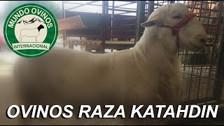 Borregos Raza Katahdin [upl. by Teodorico476]