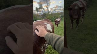 A Evening with The Herd sunset shorthorn cattle gigahank allmanbrothers viralvideo [upl. by Rothberg]