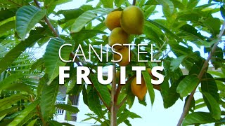 CANISTEL FRUITS EGGFRUIT SOUTHWEST FLORIDA URBAN GARDENING [upl. by Choo]