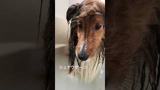 シャンプー犬わんこシェルティ [upl. by Onairam]