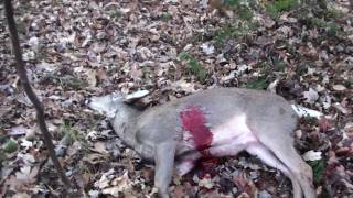 Archery Season 2010 Bow Hunting Pennsylvania 6 [upl. by Namilus]